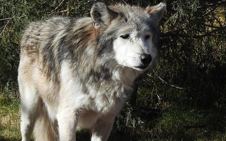 Luto en Zoológico: murió un lobo gris mexicano de 14 años noticias de el  paso - El Heraldo de Juárez | Noticias Locales, Policiacas, sobre México,  Chiahuahua y el Mundo