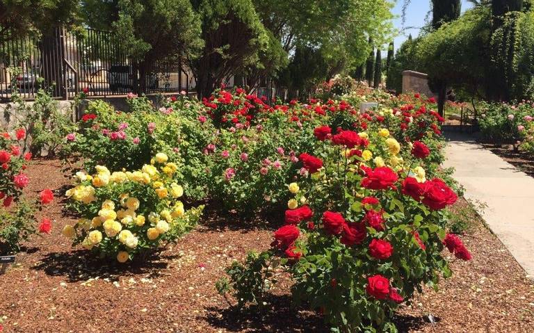 Abrirá este lunes el 'Jardín de Rosas' noticias el paso texas - El Heraldo  de Juárez | Noticias Locales, Policiacas, sobre México, Chiahuahua y el  Mundo