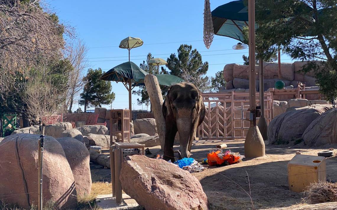 El Paso Zoo's Asian elephant 'Savannah' to predict Super Bowl LVII winner 