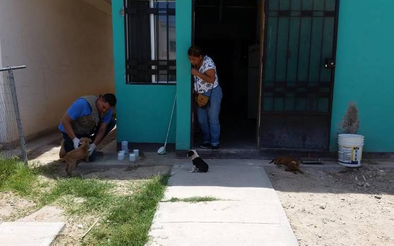 Exhortan a población permitir fumigaciones en viviendas para combatir la  rickettsiosis - El Heraldo de Juárez | Noticias Locales, Policiacas, sobre  México, Chiahuahua y el Mundo